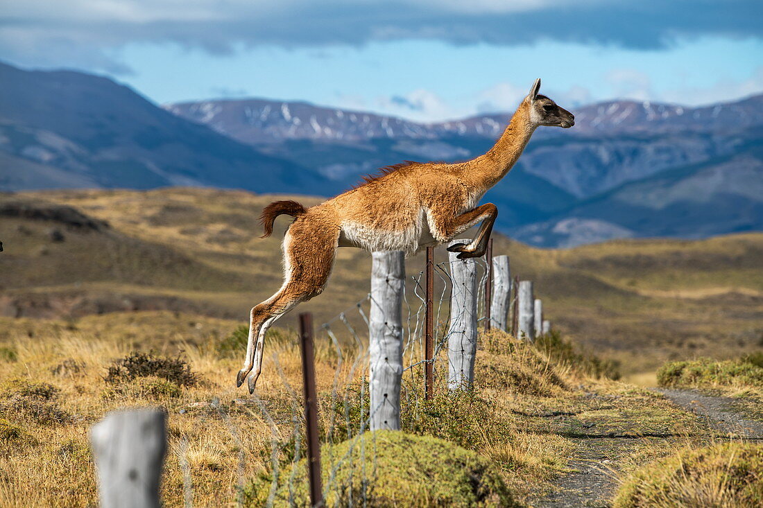 A guanaco (Lama guanicoe) leaps lightly over a wire fence in a hilly area, Torres del Paine National Park, Magallanes y de la Antartica Chilena, Patagonia, Chile, South America