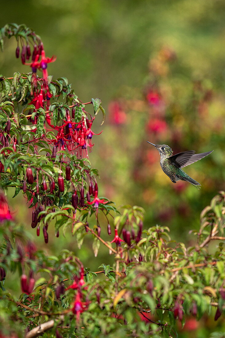A green fire hummingbird (Sephanoides sephaniodes) approaches bright red flowers in search of nectar, Caleta tortel, Capitán Prat, Patagonia, Chile, South America