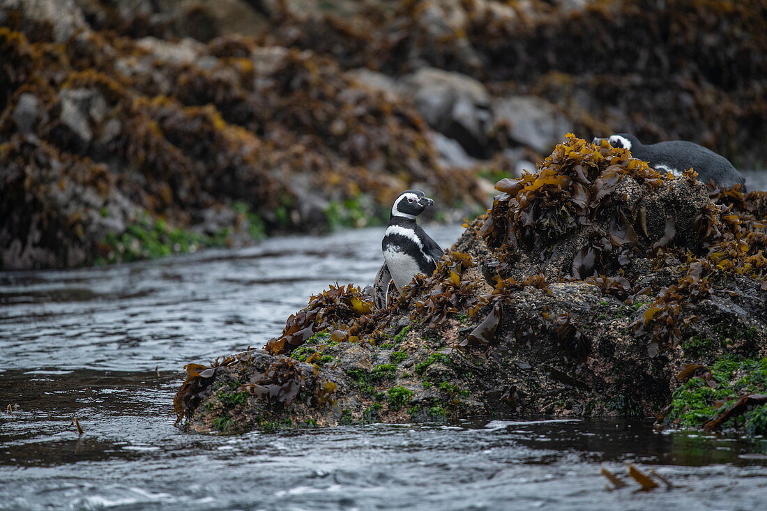 Magellan-Pinguine (Spheniscus magellanicus) bereiten sich darauf vor, mit Algen und Algen bedeckte Felsen zu verlassen und ins Wasser zurückzukehren, Castro, Chiloé-Insel, Los Lagos, Patagonien, Chile, Südamerika
