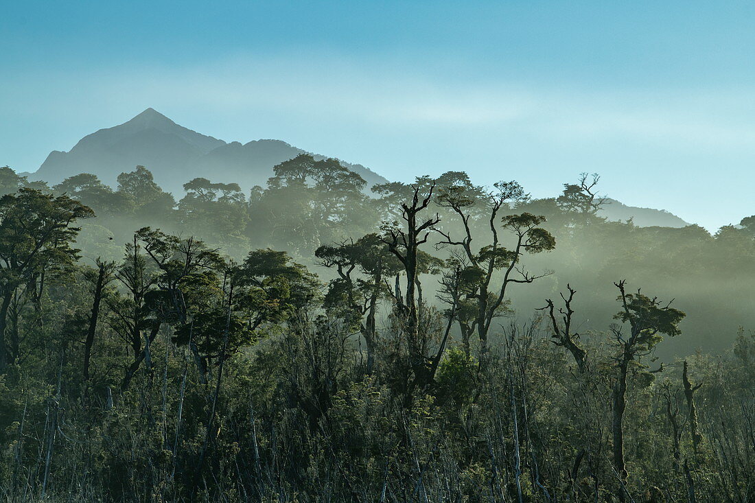 Ein dünner Nebel akzentuiert die Silhouetten moosbeladener Bäume in einer Bergszene in der Nähe von Chalten, Chile, Patagonien, Chile, Südamerika