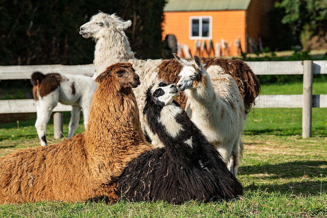 Eine Gruppe von Lamas (Lama Glama) knüpfen Kontakte auf einer Farm am Straßenrand nahe dem Rand des Llanquihui-Sees nahe Puerto Montt, Los Lagos, Patagonien, Chile, Südamerika
