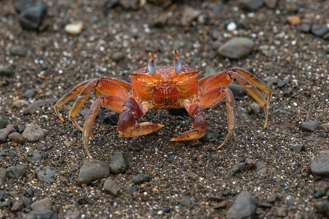 A violin crab freezes so as not to be spotted on a beach of dark rocks and sand, Isla de la Plata, near Manabi, Ecuador, South America