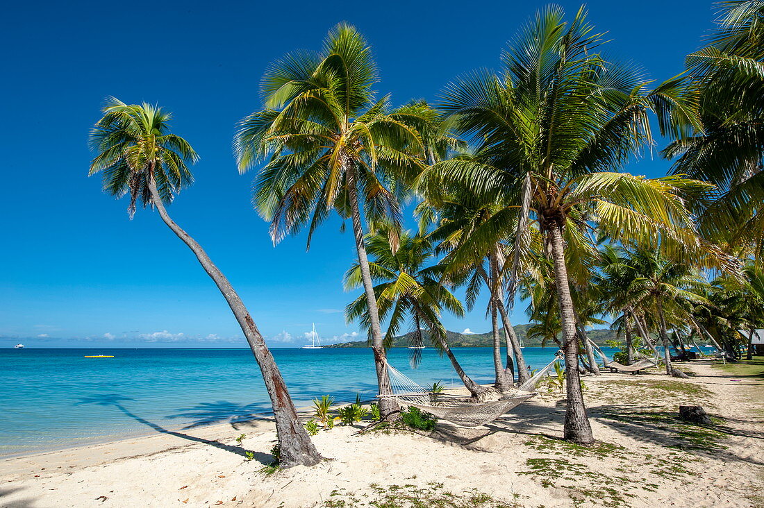 Hängematten zwischen Palmen an traumhaften Sandstrand, Insel Malolo Lailai, Mamanuca Islands, Fidschi-Inseln, Südpazifik