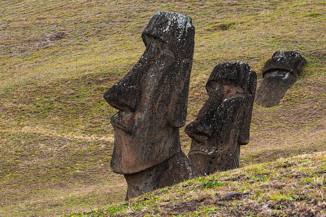 Zwei stehende und ein liegender Moai (Steinstatuen) auf grasbewachsenen Hängen; Die Statuen stammen aus der Zeit zwischen 1250 und 1500, Rapa Nui, Osterinsel, Chile