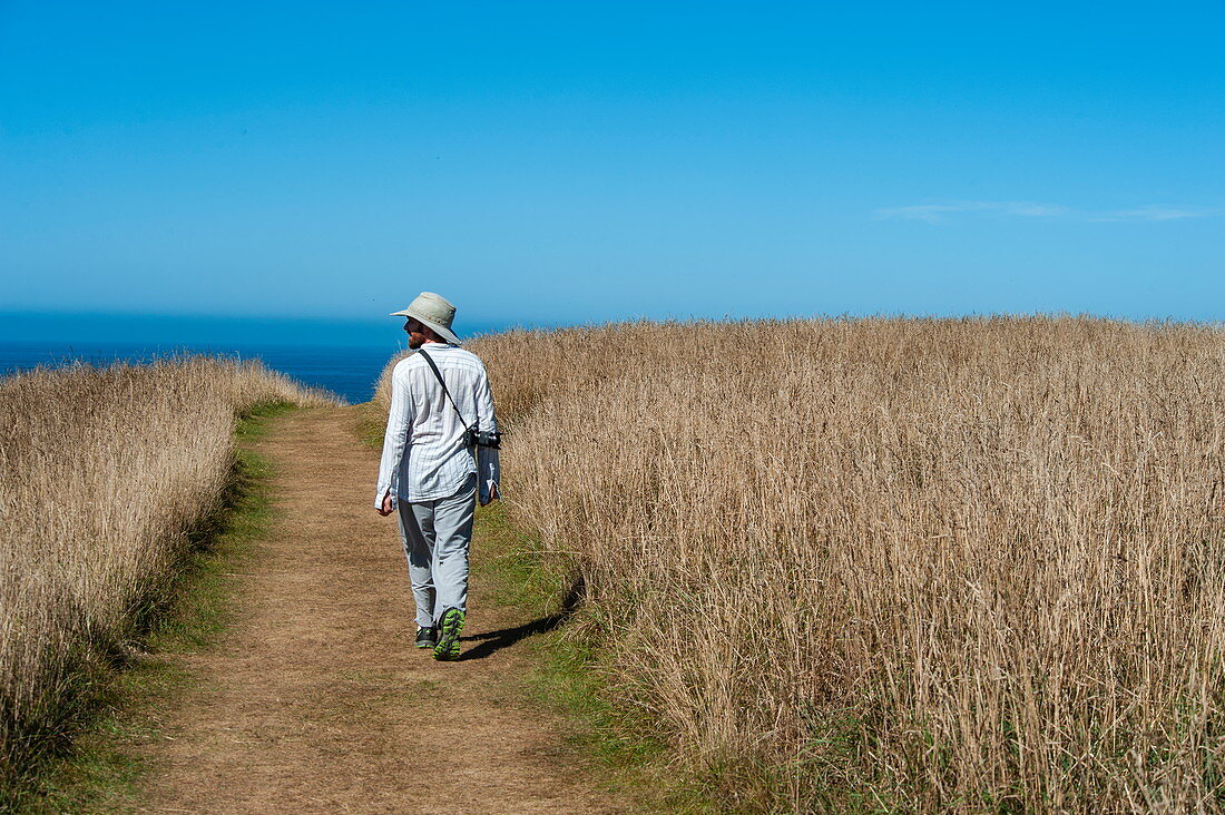 A person wearing a hat walks along a path through a field towards the ocean in the distance, Kaikoura, South Island, New Zealand