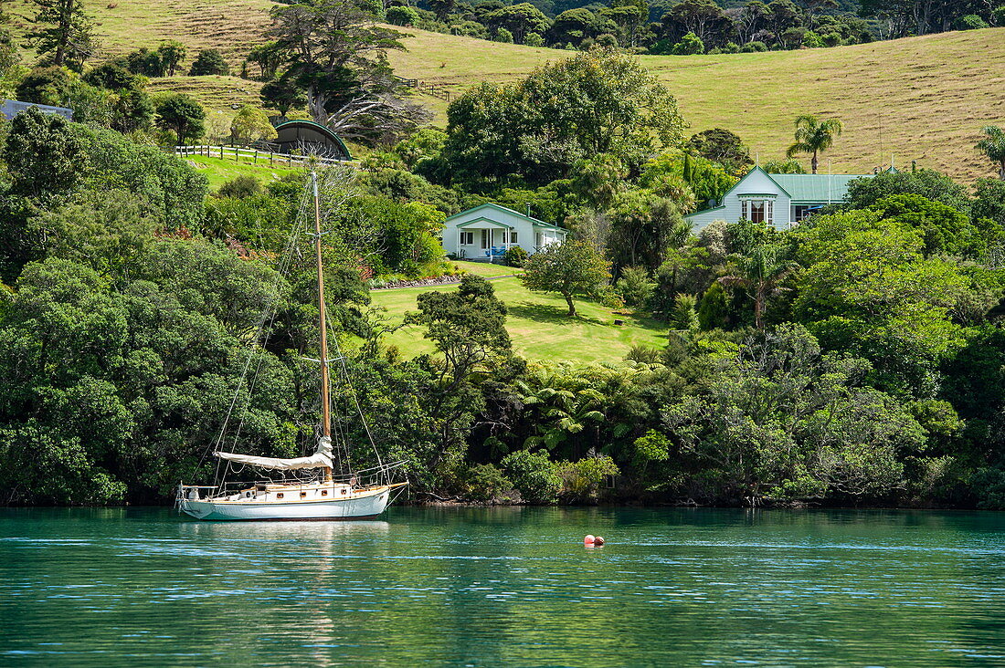 Segelboot vor der Küste einer idyllischen Hügellandschaft mit Bäumen, Sträuchern, Häusern und Feldern, Great Barrier Island, Nordinsel, Neuseeland