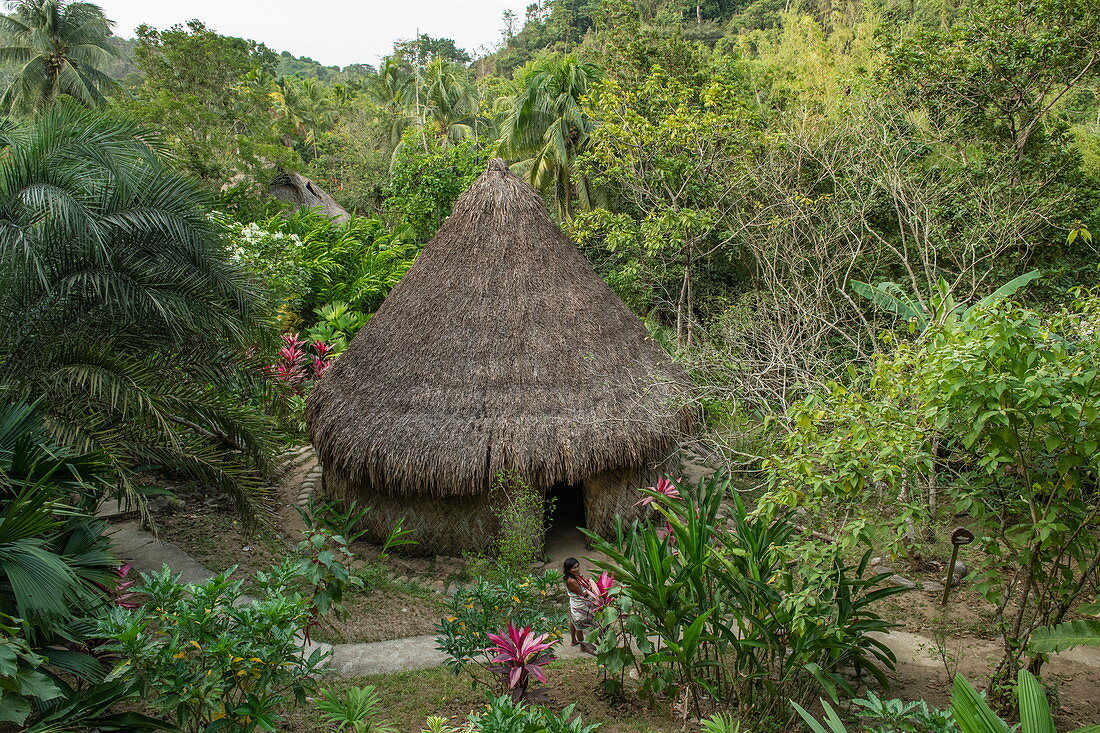 A hut covered with palm fronds stands surrounded by lush greenery, Santa Marta, Magdalena, Colombia, Caribbean