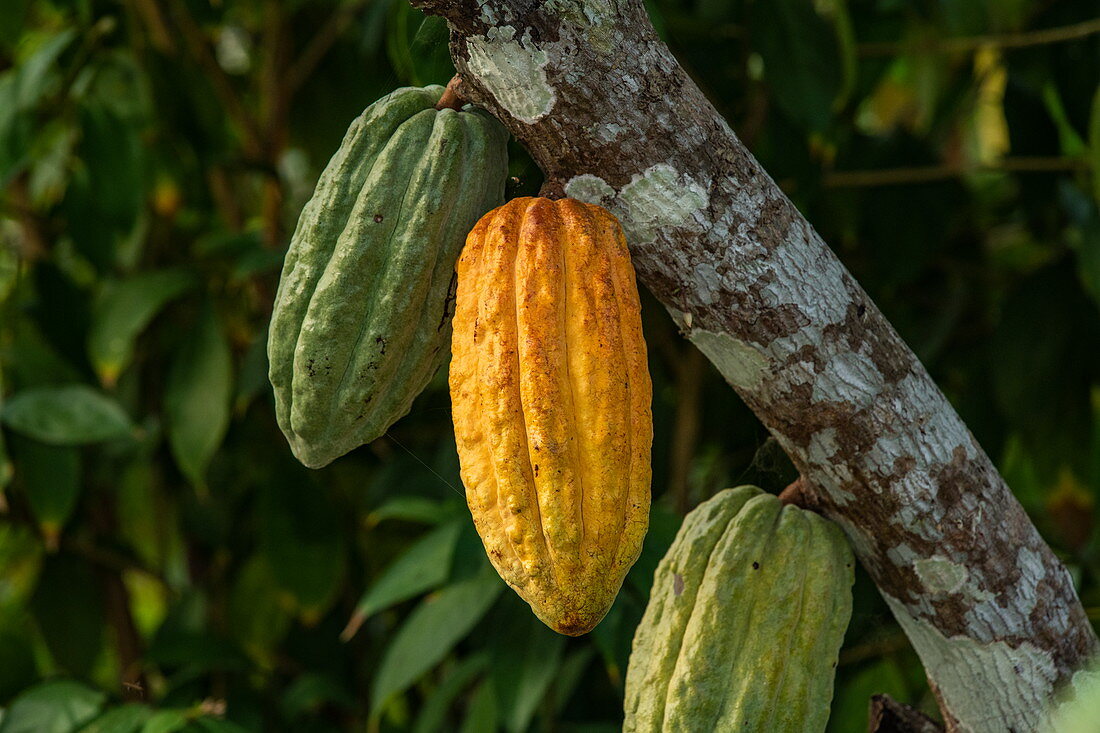 Die Fruchtschalen des Kakaobaums wachsen direkt aus den Zweigen, Santa Marta, Magdalena, Kolumbien, Karibik