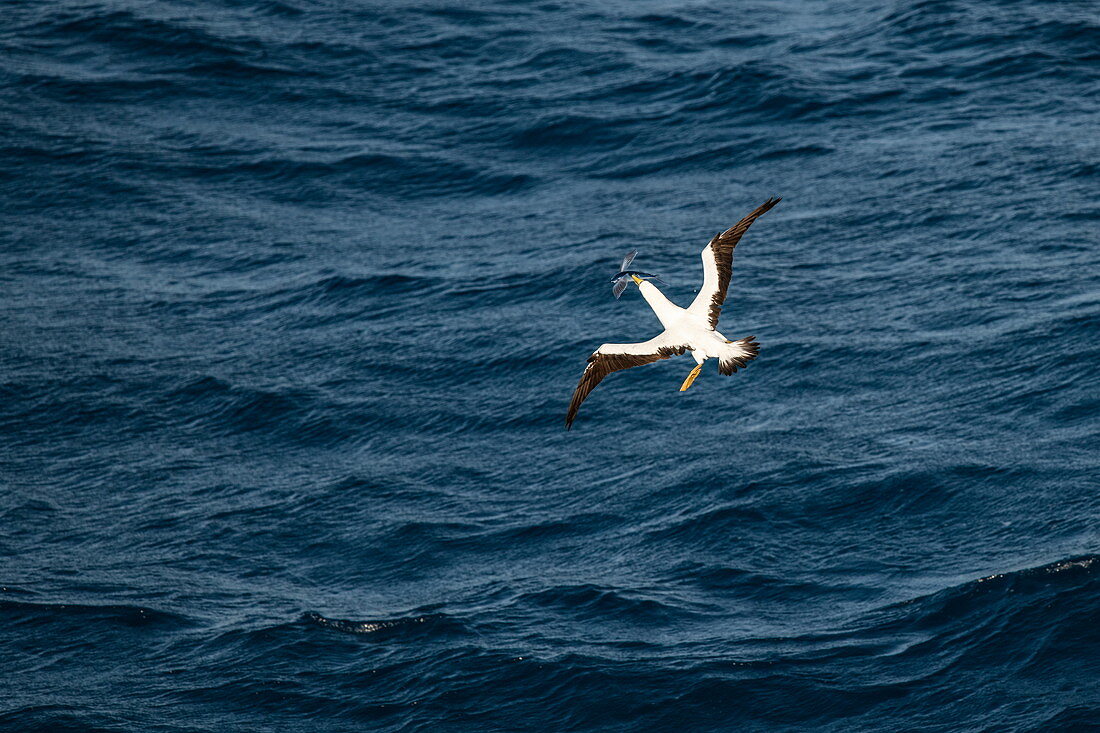 A masked booby (Sula dactylatra) catches a flying fish next to an expedition cruise ship at sea, near Colombia, Caribbean
