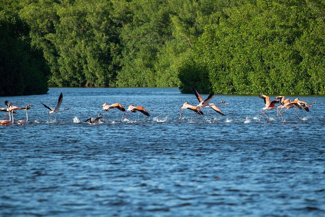 Flamingos (Phoenicopterus ruber) starten ihren Flug auf dem Wasser, Caroni Vogelschutzgebiet, Trinidad, Trinidad und Tobago, Karibik
