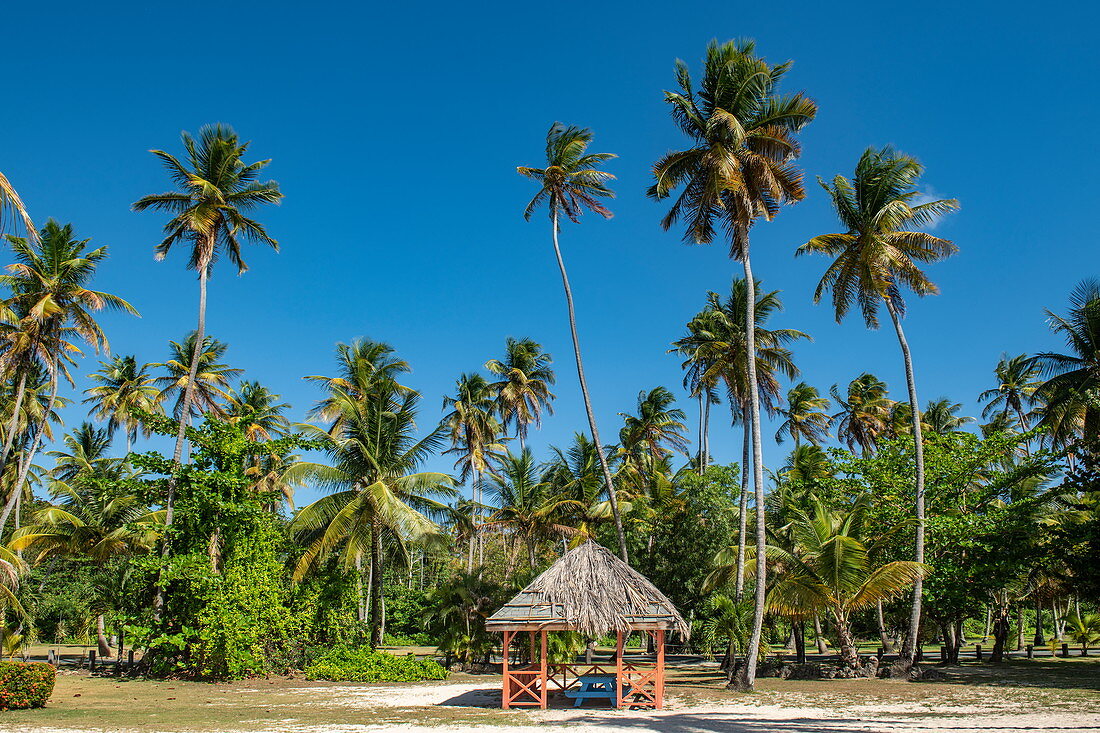 An open hut with palm fronds stands on a palm-lined beach, Pigeon Point, Tobago, Trinidad and Tobago, Caribbean