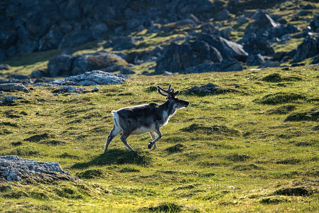 Rentier (Rangifer tarandus tarandus) läuft über Grasteppich zwischen schroffen Felsen, Alkhornet, Isfjord, Spitzbergen, Norwegen, Europa