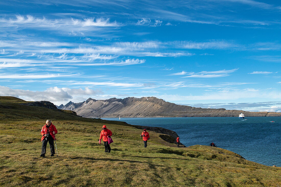 Passengers of the expedition cruise ship Sea Spirit (Poseidon Expeditions) walk across a thick carpet of grasses while the ship is anchored in the background, Alkhornet, Isfjord, Spitsbergen, Norway, Europe