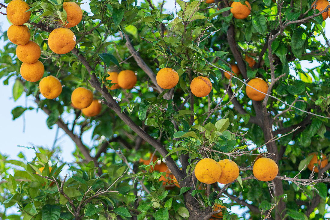 Orange tree on Skiathos island, Greece