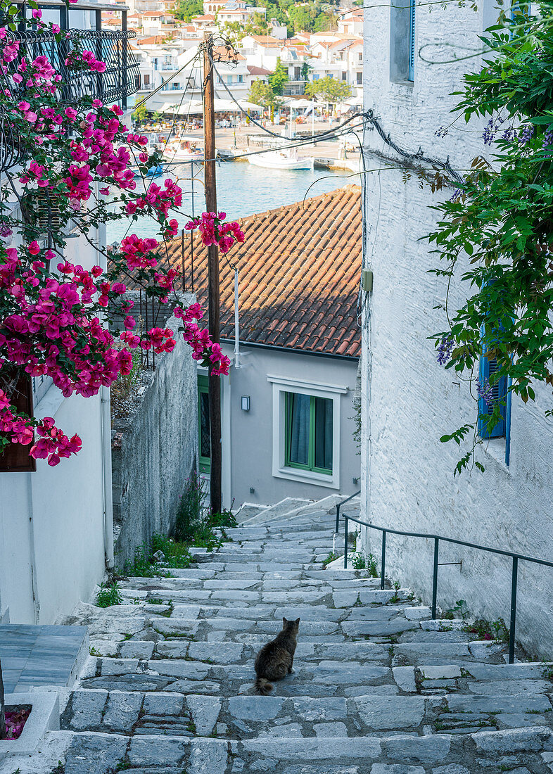 Katze blickt auf die Stadt Skiathos, Griechenland