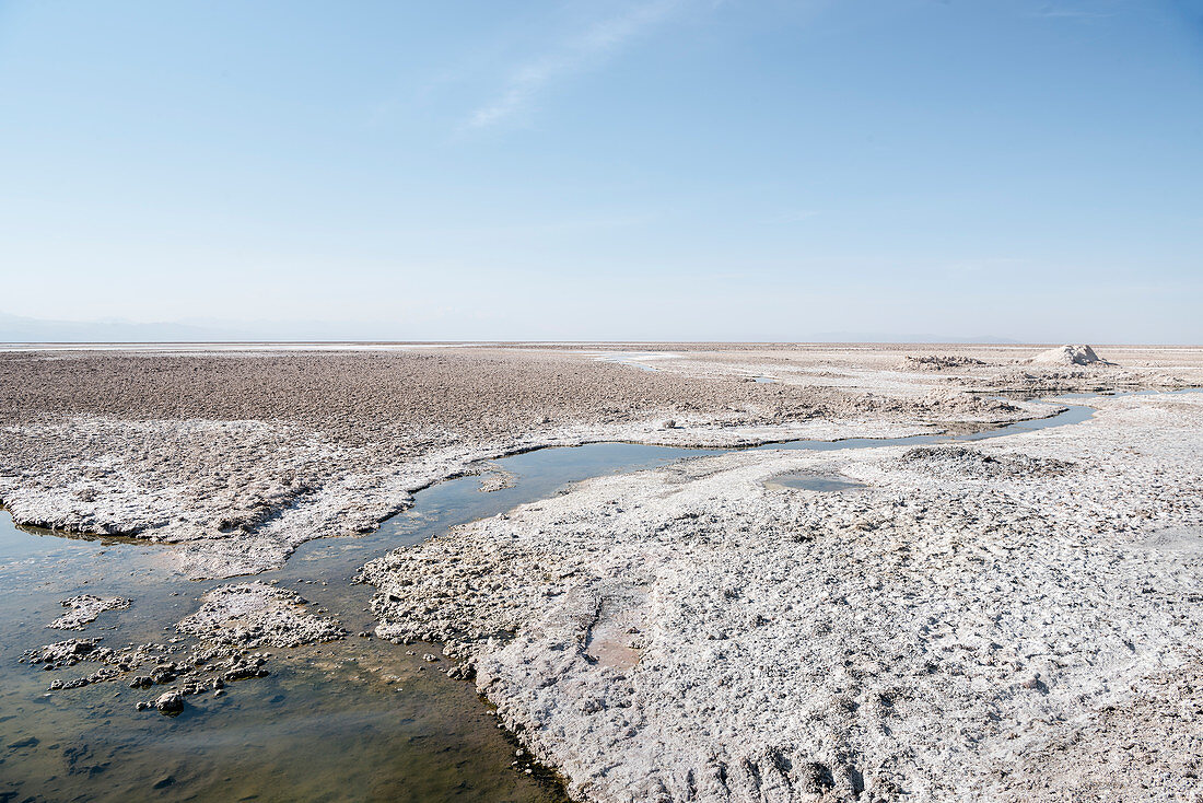 trockene Sole bei Laguna Chaxa, Salar de Atacama Wüste, Region Antofagasta, Chile, Südamerika