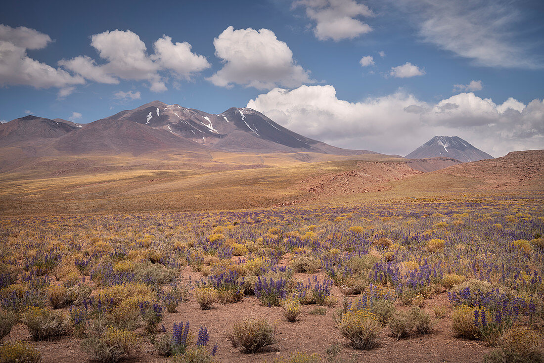 lila blühenede Blumenwiese in Hochebene „Altiplano“, Atacama Wüste, Region Antofagasta, Chile, Südamerika