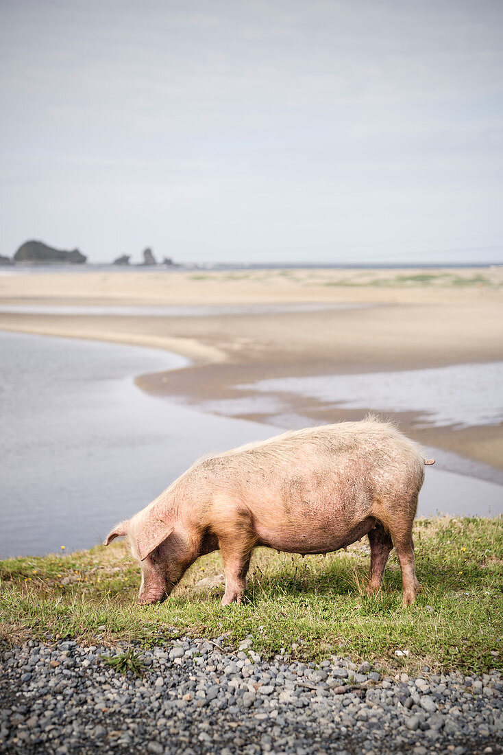 freilaufendes Schwein grast am Strand Playa Bahia Mansa, Chile, Südpazifik, Pazifischer Ozean, Südamerika