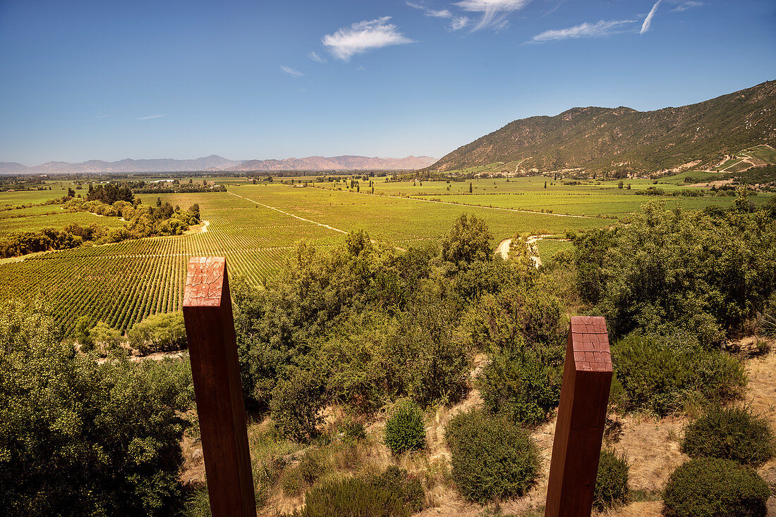 Wein Anbauflächen, Weingut Lapostolle, Santa Cruz, Colchagua Tal (Weinanbau Gebiet), Chile, Südamerika