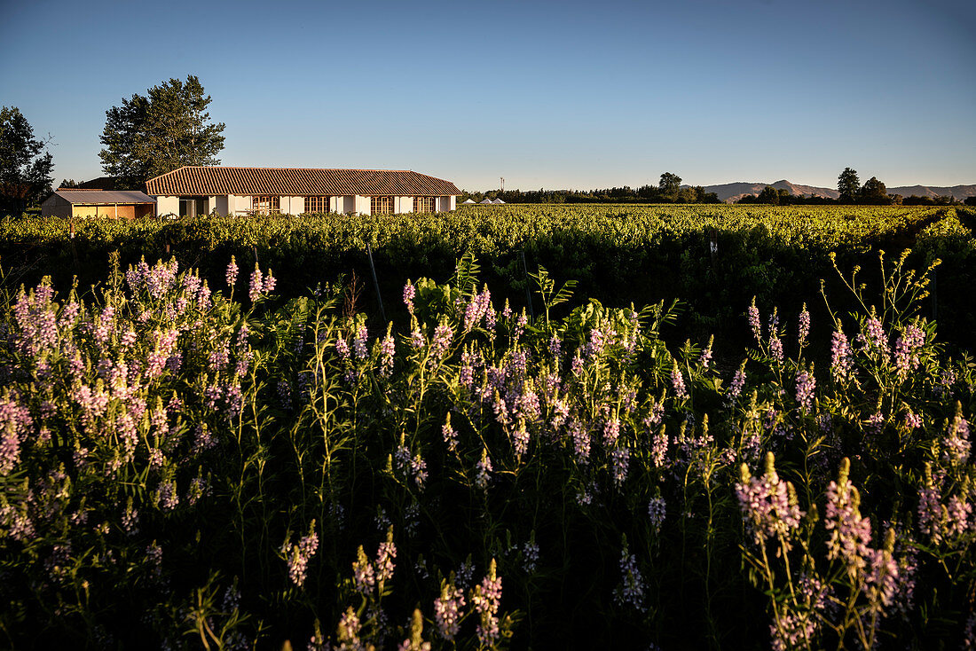 Wein Anbau in Santa Cruz, Colchagua Tal (Weinanbau Gebiet), Chile, Südamerika