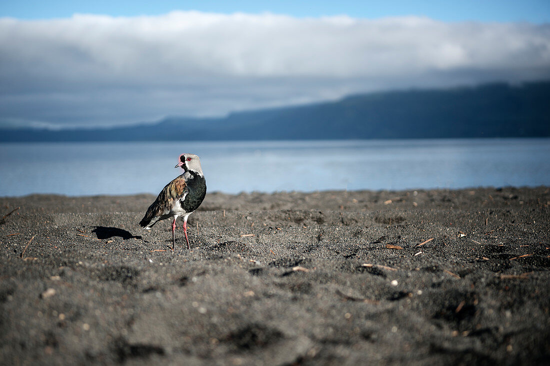Bird standing on black sand on the beach (Playa Grande) at Villarrica Lake, Pucon, Región de la Araucanía, Chile, South America