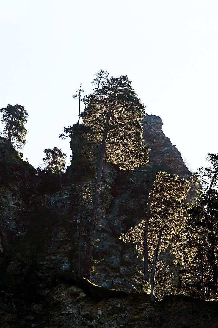 Backlit pines, Travertiner Steg near Thusis, Via Mala, Graubünden