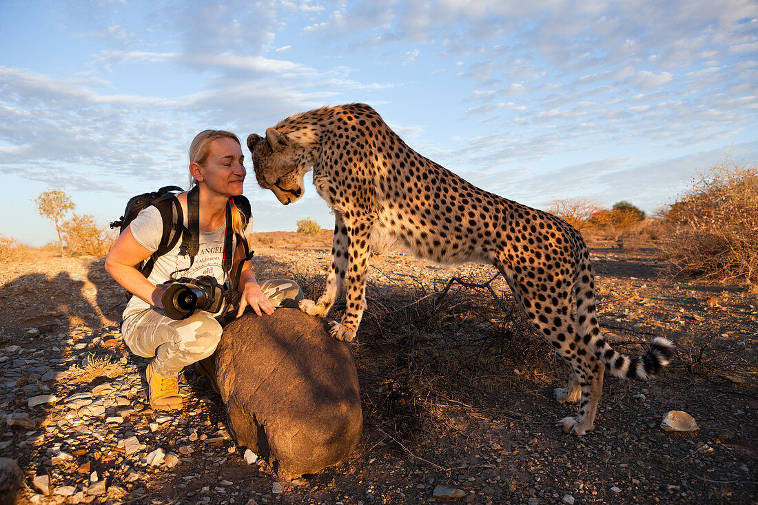 Tourist and tame young cheetah, Acinonyx jubatus, Kalahari Basin, Namibia