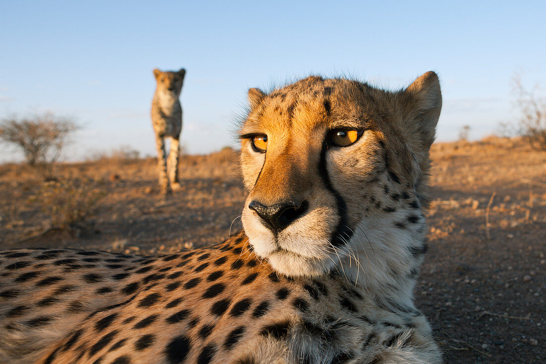 Männliche junge Geparde, Acinonyx jubatus, Kalahari Becken, Namibia