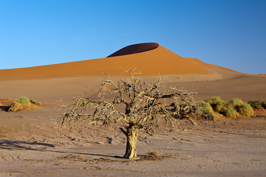 Big Mama dune in the Sossusvlei area, Namib Naukluft Park, Namibia