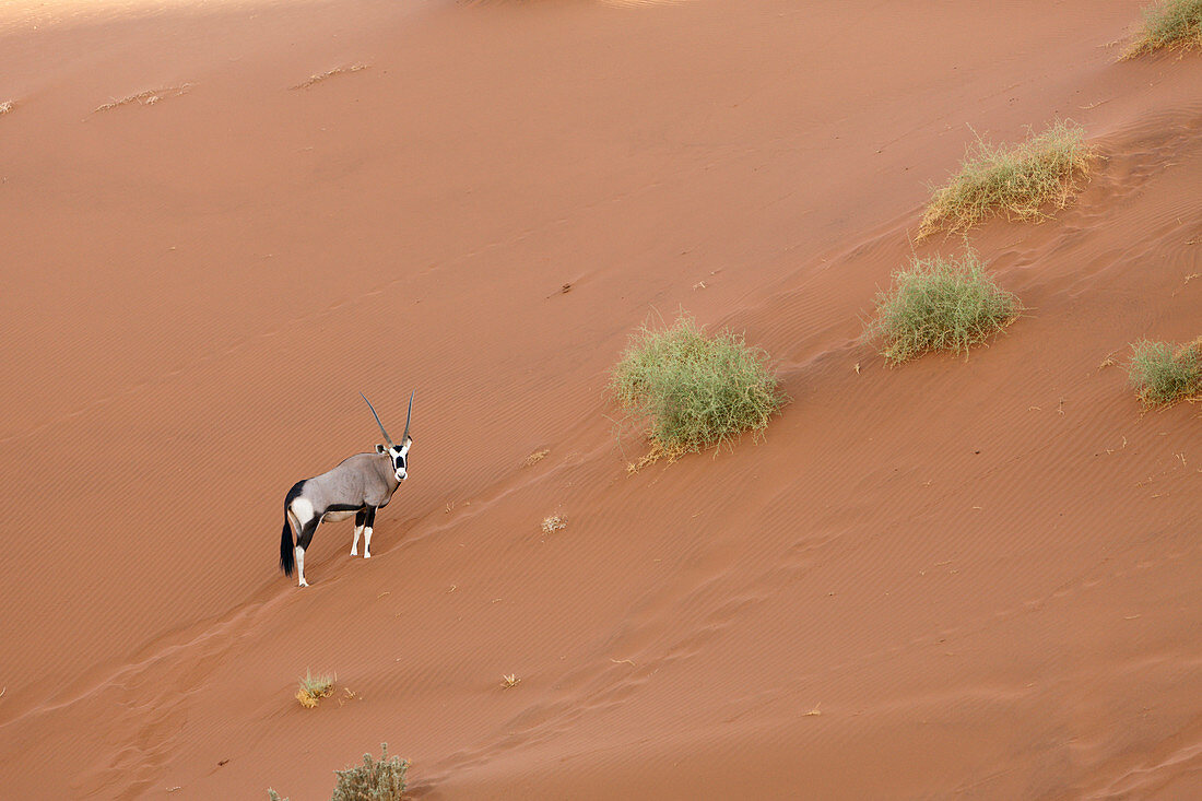 Gemsbok in Sossusvlei, Oryx gazella, Namib Naukluft Park, Namibia