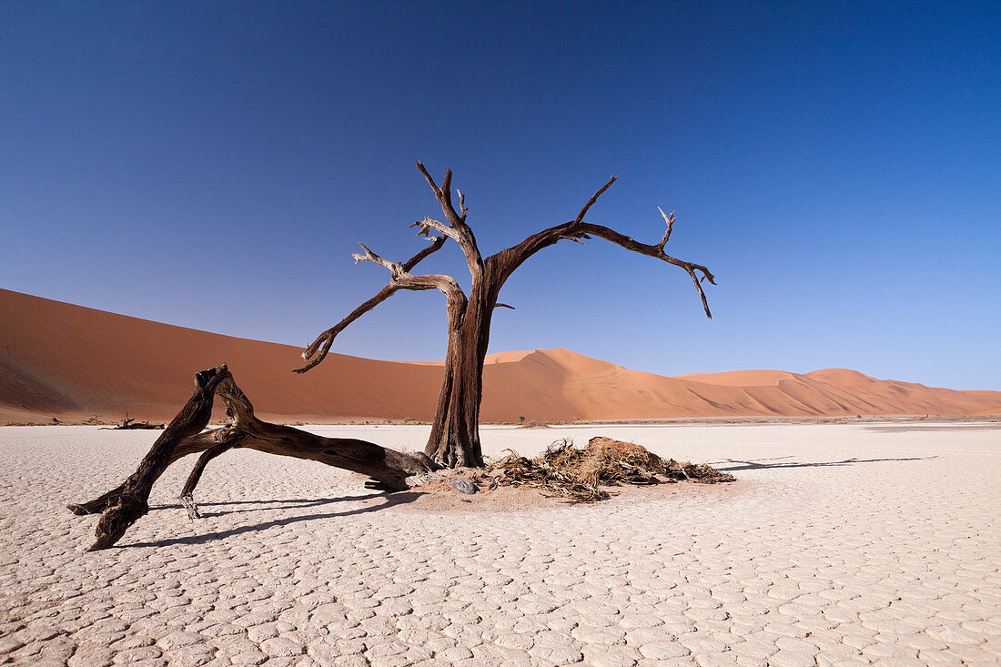 Dead acacia trees in Deadvlei, Namib Naukluft Park, Namibia