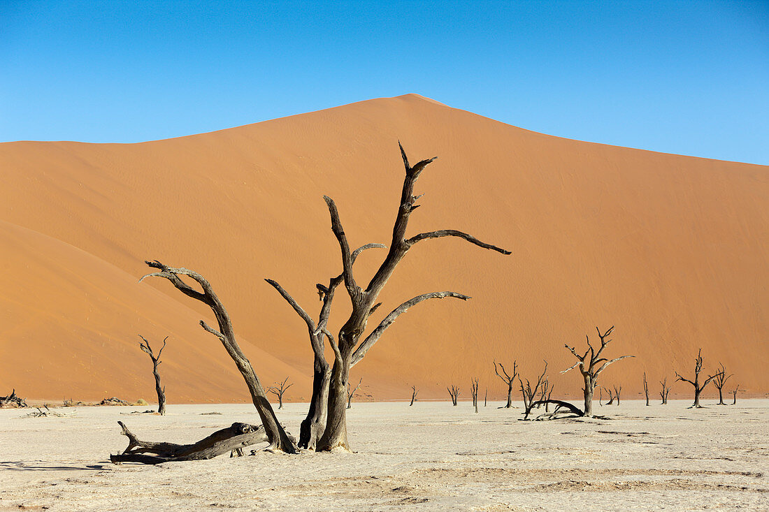 Dead acacia trees in Deadvlei, Namib Naukluft Park, Namibia