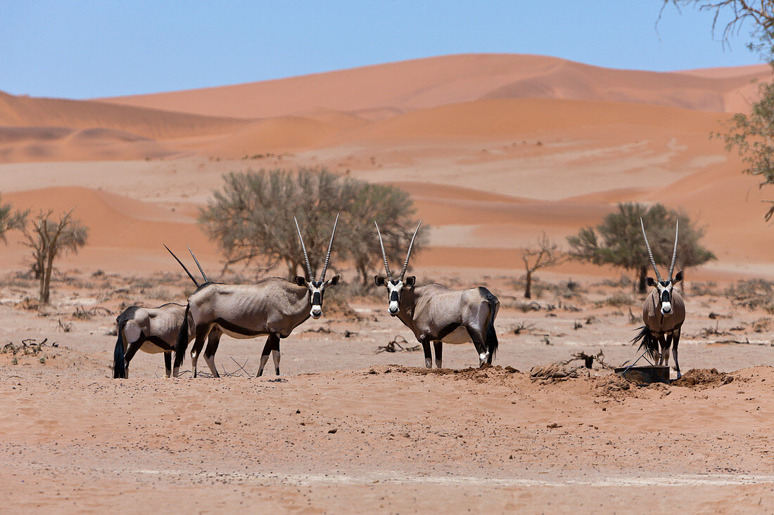 Gemsbok in Sossusvlei, Oryx gazella, Namib Naukluft Park, Namibia