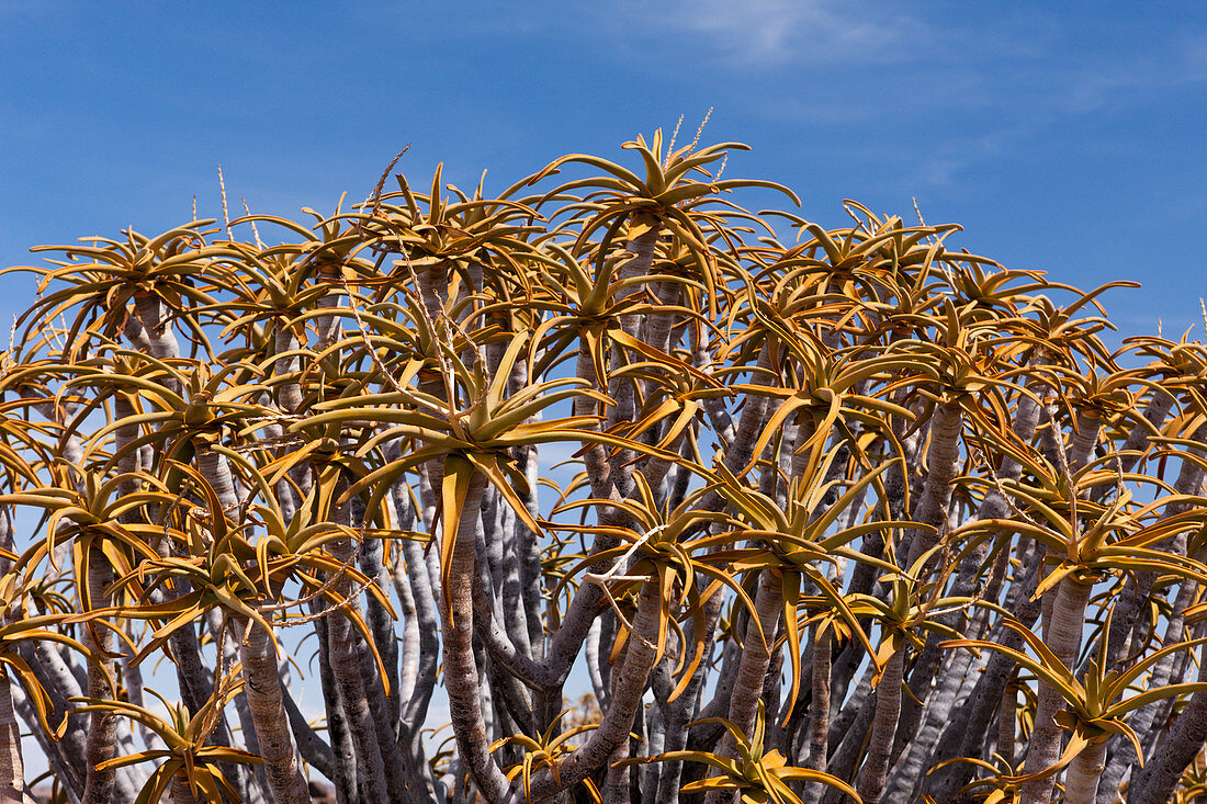 Crown of a quiver tree, Aloidendron dichotomum, Keetmanshoop, Namibia