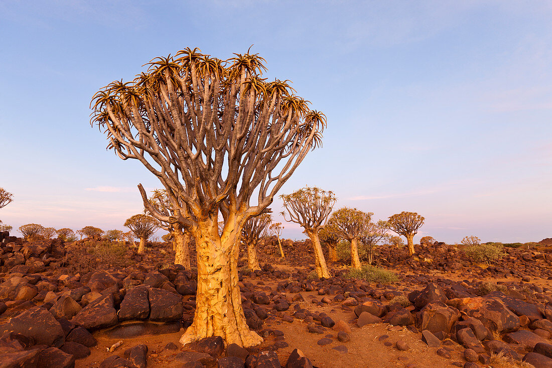 Quiver tree forest at sunset, Aloidendron dichotomum, Keetmanshoop, Namibia