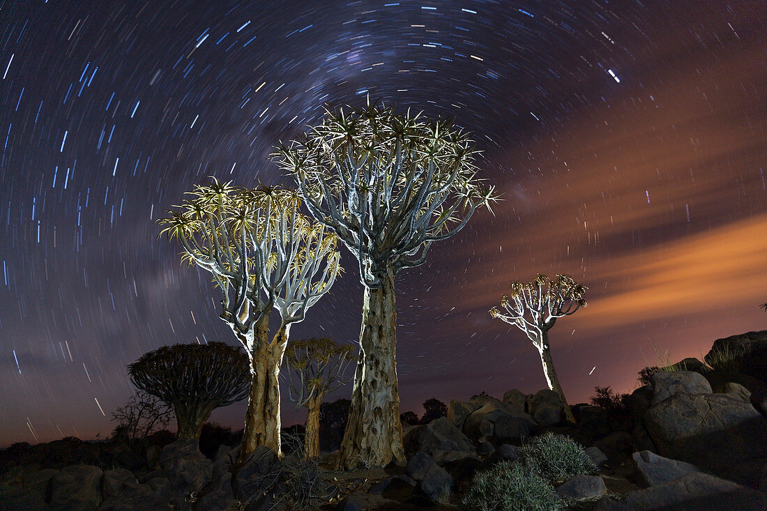 Milk route over quiver tree forest at night, Aloidendron dichotomum, Keetmanshoop, Namibia