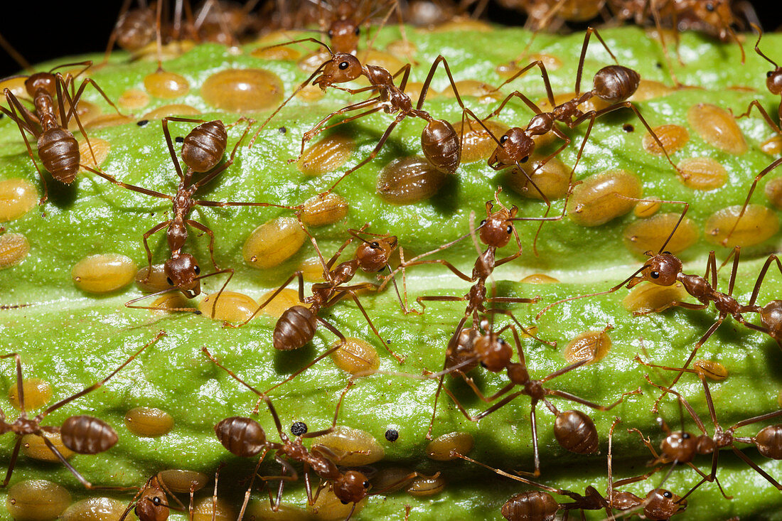 Ants on a cocoa fruit, Formicidae, Kimbe Bay, New Britain, Papua New Guinea