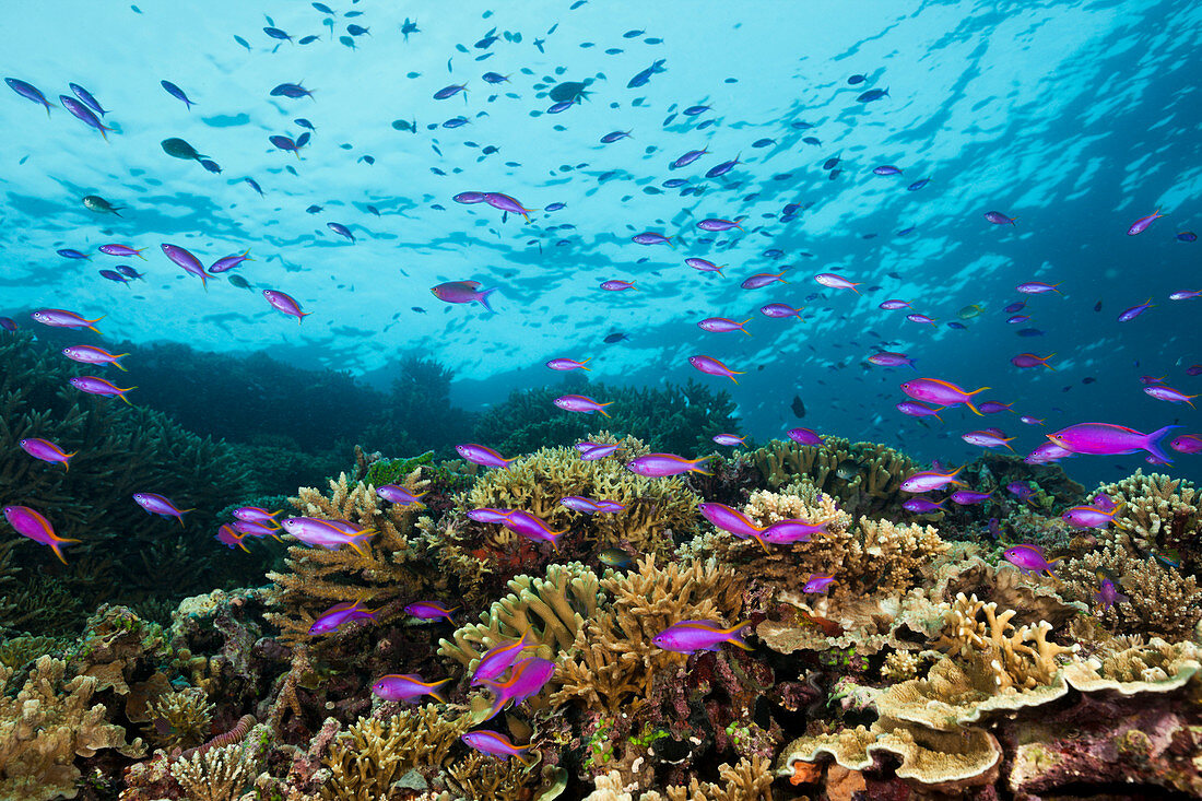 Tuka-Fahnenbarsche am Riff, Pseudanthias tuka, Kimbe Bay, New Britain, Papua Neuguinea