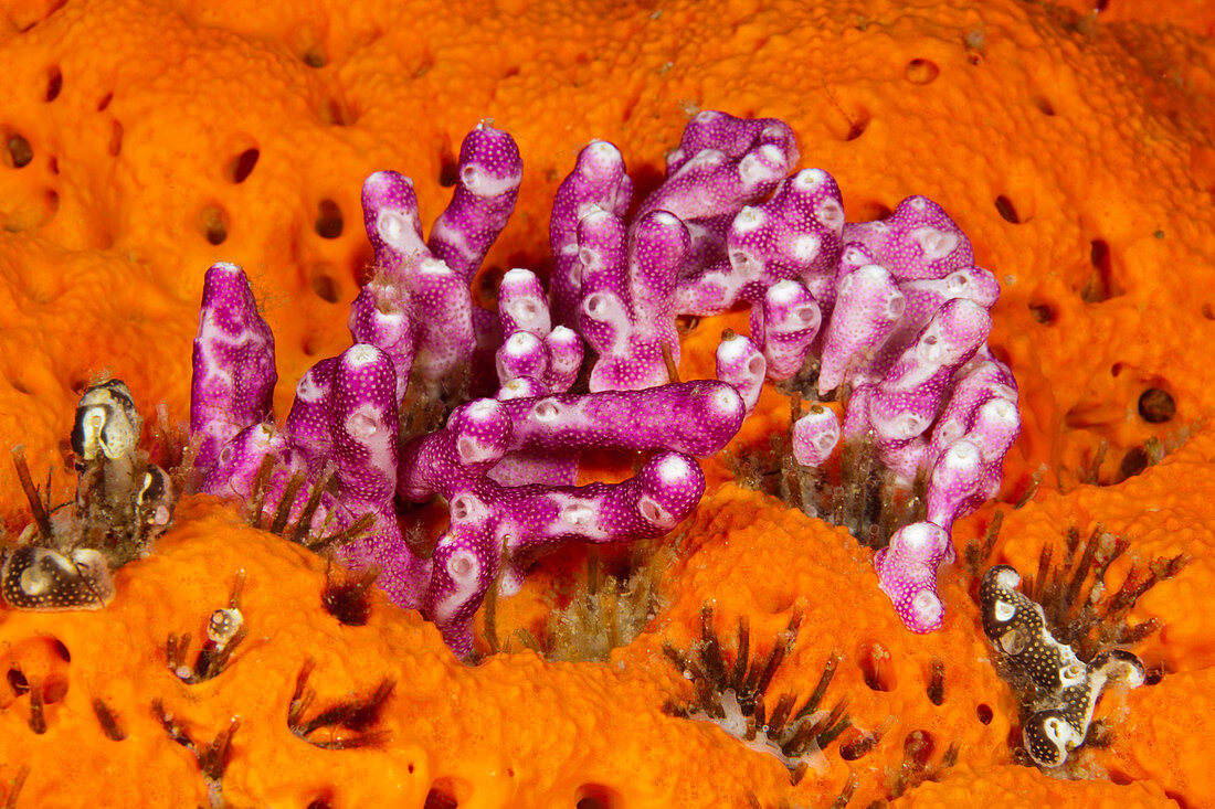 Rosafarbene Seescheidenkolonie, Didemnum moseleyi, Kimbe Bay, New Britain, Papua Neuguinea