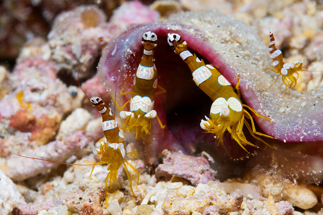 Hollow back shrimp, Thor amboinensis, Kimbe Bay, New Britain, Papua New Guinea