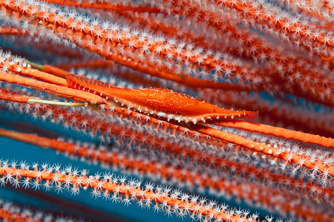 Rote Spindelkauri, Phenacovola sp., Kimbe Bay, New Britain, Papua Neuguinea