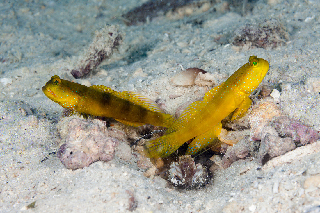 Paar Gelbe Waechtergrundeln, Cryptocentrus cinctus, New Ireland, Papua Neuguinea