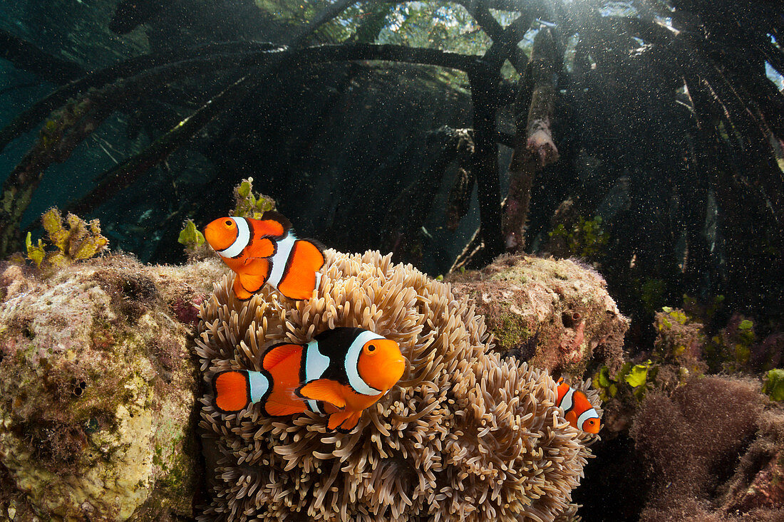 Clown Anemonenfische in Mangroven, Amphiprion percula, New Ireland, Papua Neuguinea