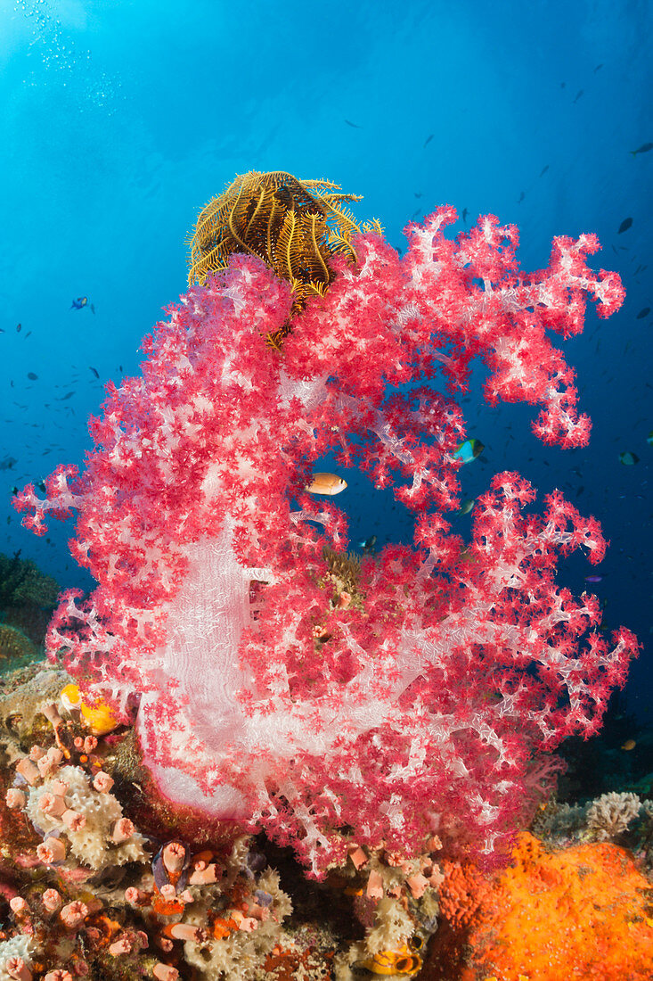 Red soft coral, Dendronephthya, New Ireland, Papua New Guinea