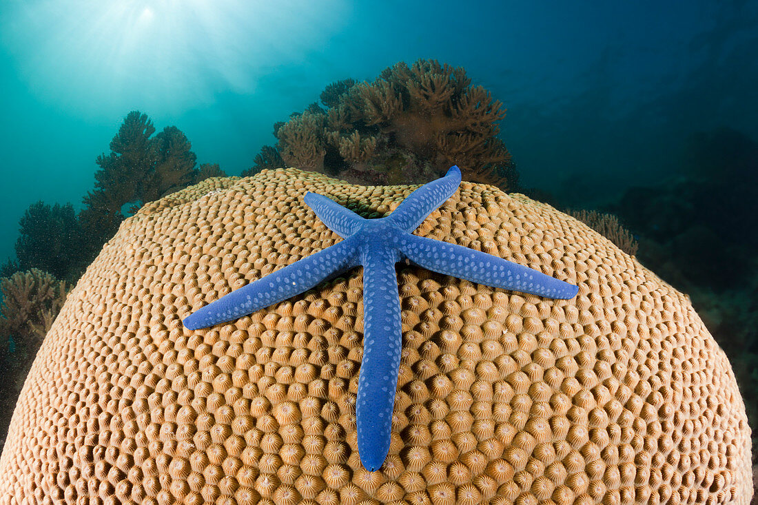 Blue starfish on coral, Linckia laevigata, New Ireland, Papua New Guinea