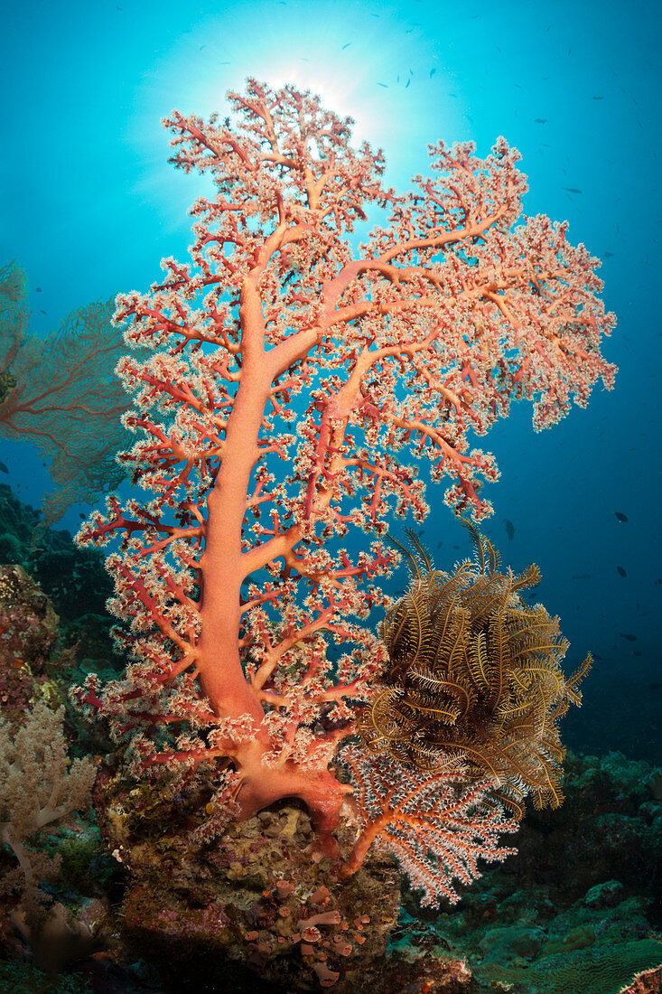 Godeffroys soft coral, Siphonogorgia godeffroy, New Ireland, Papua New Guinea