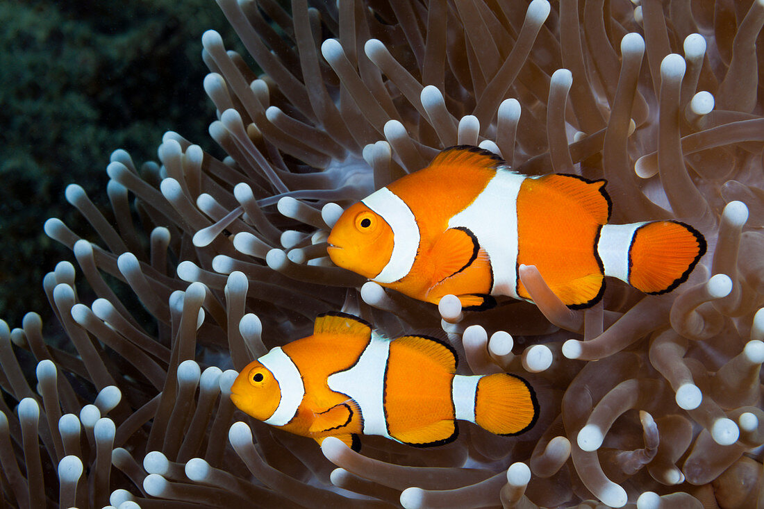 Orange-Ringel-Anemonenfische, Amphiprion ocellaris, New Ireland, Papua Neuguinea