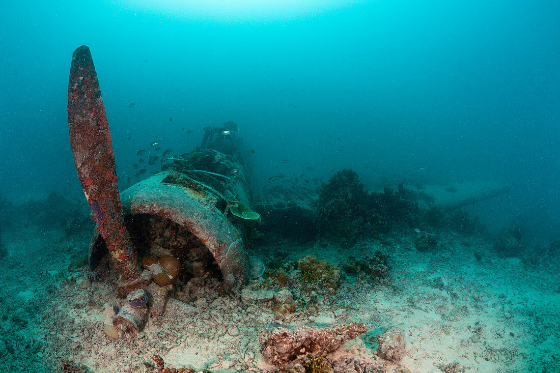 Japanese Kate Bomber wreck, New Ireland, Papua New Guinea
