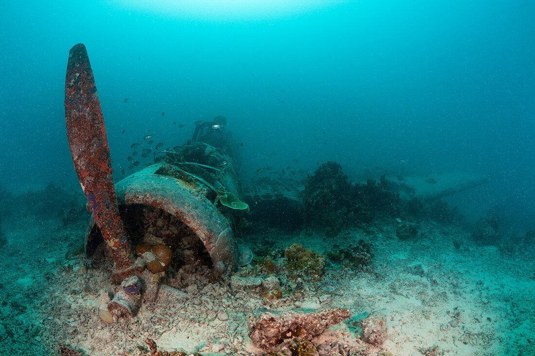 Japanisches Kate Bomber Wrack, New Ireland, Papua Neuguinea