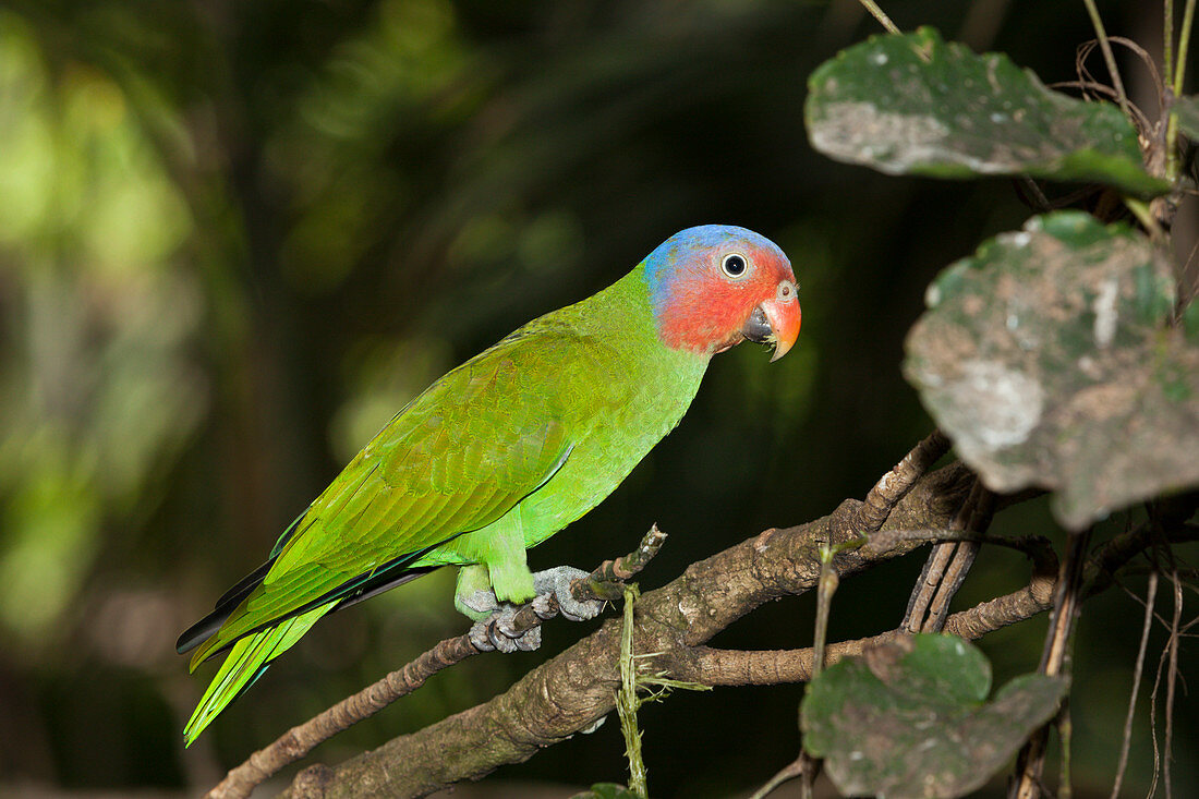 Red-headed parrot, Geoffroyus geoffroyi, Papua New Guinea